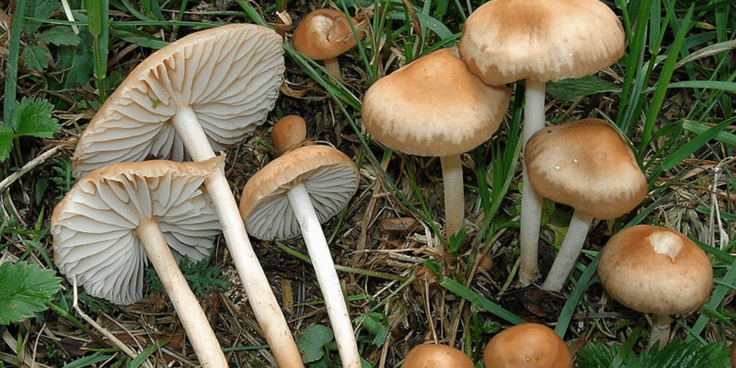 Microclimi e funghi tardo-primaverili <br> Escursioni Micologiche