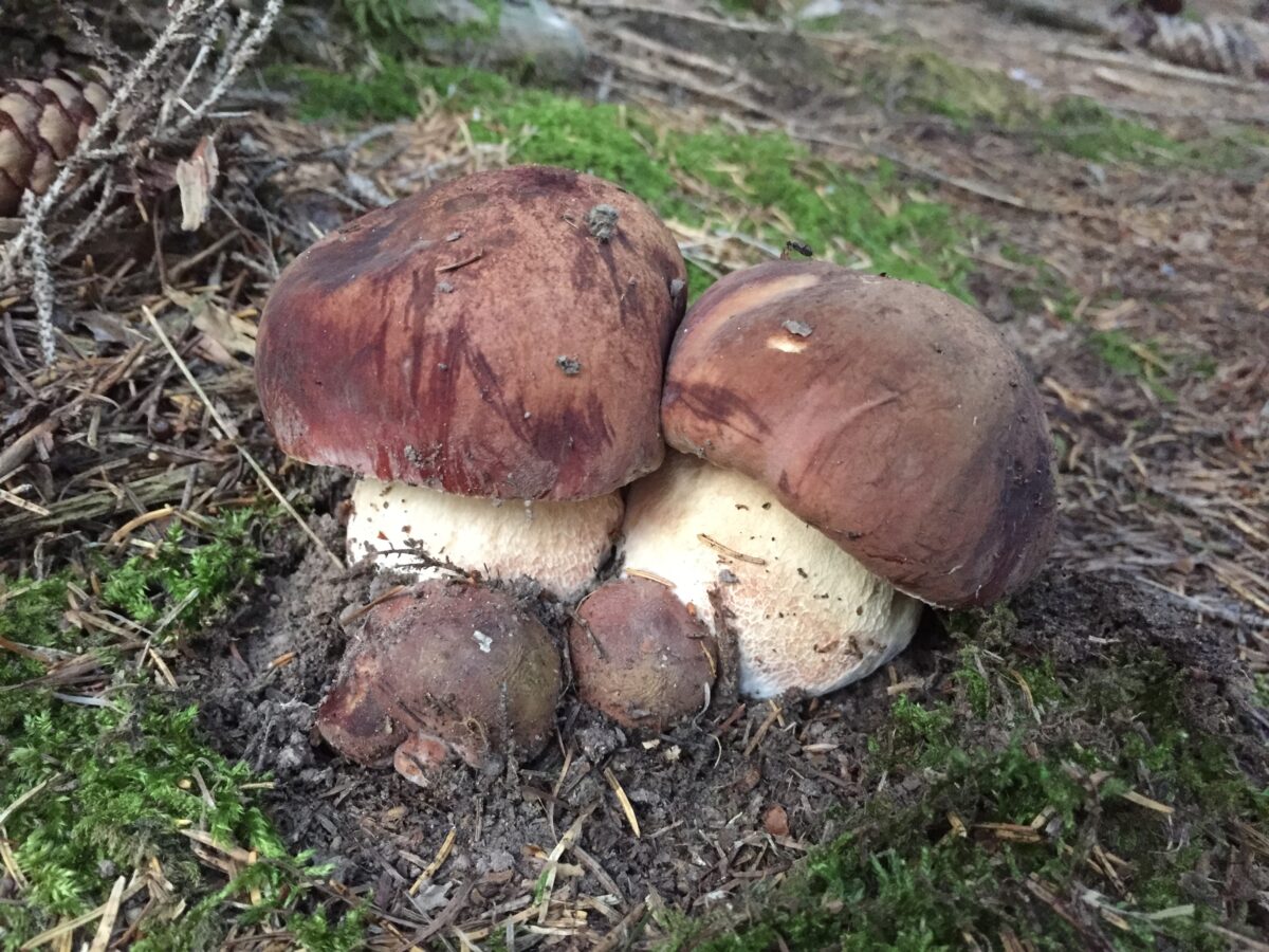 Boletus pinophilus primaverile1