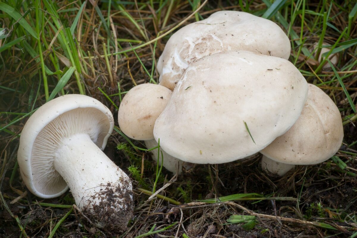 Calocybe Gambosa