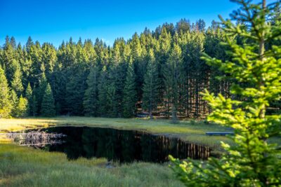 Dopo Vaia: la rinascita di un bosco in zona Malghette – Parco Naturale Monte Corno <br>