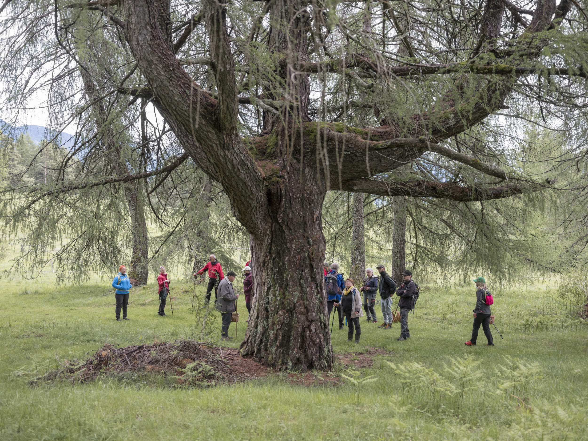 IL NOSTRO BOSCO NOSC BOSCH • UNSER WALD • EL NOS BOSCO<br> Presentazione libro